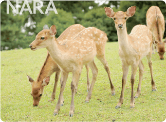 奈良公園（奈良県）